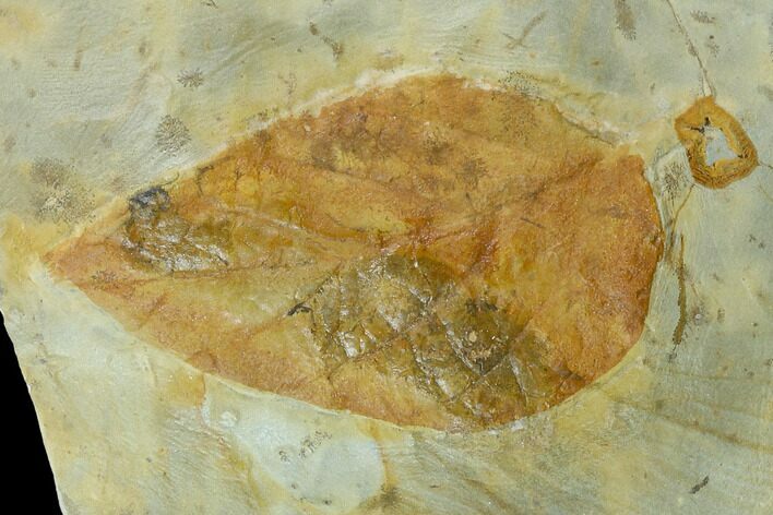 Fossil Leaf (Lindera) - Montana #120783